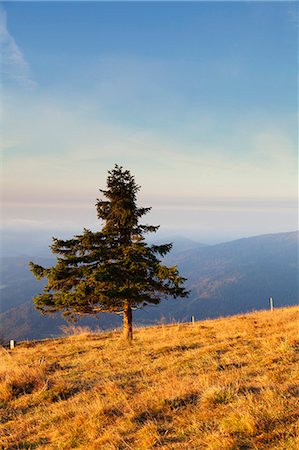 simsearch:6119-07651882,k - Single tree, Belchen Mountain, Black Forest, Baden Wurttemberg, Germany, Europe Stockbilder - Premium RF Lizenzfrei, Bildnummer: 6119-07651877