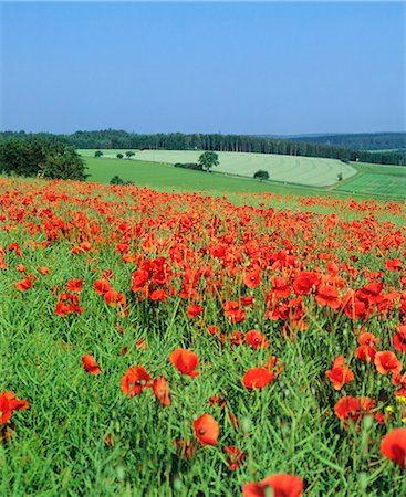 Field of poppies, Neresheim, Swabian Alb, Baden Wurttemberg, Germany, Europe Stock Photo - Premium Royalty-Free, Code: 6119-07651889