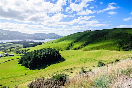 Lush green fields with sheep grazing, Otago Peninsula, Otago, South Island, New Zealand, Pacific Foto de stock - Sin royalties Premium, Código: 6119-07652103