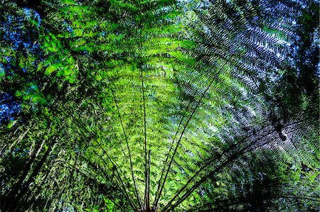 pattern leaf - Oparara Basin, Karamea, West Coast, South Island, New Zealand, Pacific Stock Photo - Premium Royalty-Free, Code: 6119-07652102