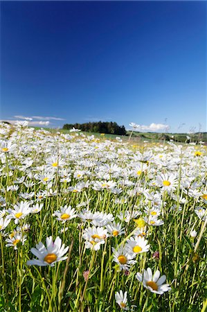 simsearch:6119-07443690,k - Flower meadow with marguerites (Leucanthemum vulgare), Baden Wurttemberg, Germany, Europe Foto de stock - Sin royalties Premium, Código: 6119-07744550