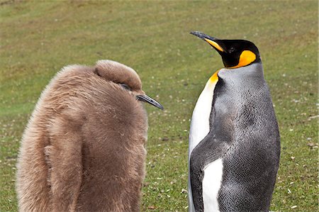 saunders island - King penguin (Aptenodytes patagonicus) with chick, inland, the Neck, Saunders Island, Falkland Islands, South America Stock Photo - Premium Royalty-Free, Code: 6119-07744573