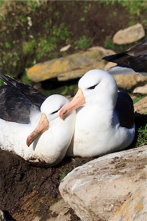 saunders island - Black-browed albatross (Thalassarche melanophrys) bonding behaviour at nest, the Neck, Saunders Island, Falkland Islands, South America Foto de stock - Sin royalties Premium, Código: 6119-07744572