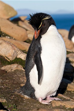 Rockhopper penguin (Eudyptes chrysocome) on a rocky coastline, the Neck, Saunders Island, Falkland Islands, South America Photographie de stock - Premium Libres de Droits, Code: 6119-07744574