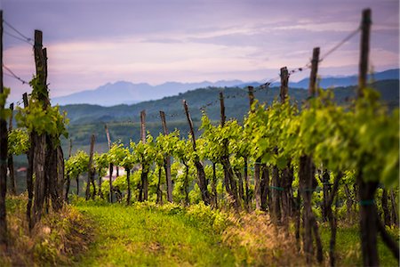 rolling hills crops - Vineyards and mountains near Smartno in the Goriska Brda wine region of Slovenia, Europe Stock Photo - Premium Royalty-Free, Code: 6119-07744524