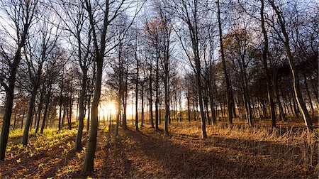 Late afternoon winter sunlight shining through trees in woodland at Longhoughton, near Alnwick, Northumberland, England, United Kingdom, Europe Stock Photo - Premium Royalty-Free, Code: 6119-07744611