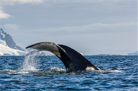 simsearch:6119-07780981,k - Adult humpback whale (Megaptera novaeangliae), flukes-up dive in Orne Harbor, Antarctica, Polar Regions Foto de stock - Sin royalties Premium, Código: 6119-07780983