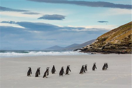 Magellanic penguins (Spheniscus magellanicus) returning to the sea to feed on Saunders Island, West Falkland Islands, UK Overseas Protectorate, South America Photographie de stock - Premium Libres de Droits, Code: 6119-07780993