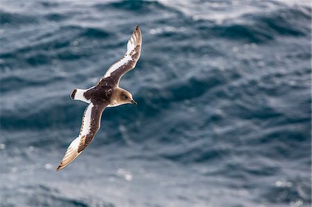 Adult Antarctic petrel (Thalassoica antarctica) in flight in the Drake Passage, Antarctica, Polar Regions Stock Photo - Premium Royalty-Free, Code: 6119-07780990