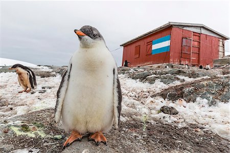 simsearch:6119-07780978,k - Gentoo penguin chicks (Pygoscelis papua) at Argentine rescue hut, Mikkelsen Harbor, Trinity Island, Antarctica, Polar Regions Stock Photo - Premium Royalty-Free, Code: 6119-07780991