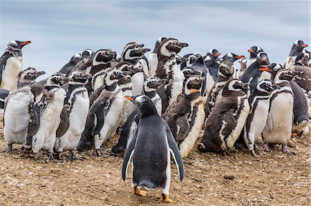 saunders island - Magellanic penguins (Spheniscus magellanicus) molting feathers near gentoo penguin (Pygoscelis papua), on Saunders Island, West Falkland Islands, UK Overseas Protectorate, South America Stock Photo - Premium Royalty-Free, Code: 6119-07780992