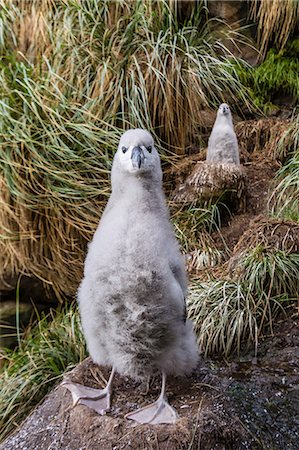 falkland island - Black-browed albatross (Thalassarche melanophris) chicks in nest on Saunders Island, Falkland Islands, UK Overseas Protectorate, South America Stock Photo - Premium Royalty-Free, Code: 6119-07780997