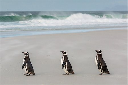 spheniscus magellanicus - Magellanic penguins (Spheniscus magellanicus) returning to the sea to feed on Saunders Island, West Falkland Islands, UK Overseas Protectorate, South America Stock Photo - Premium Royalty-Free, Code: 6119-07780994