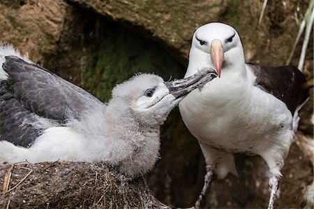 saunders island - Black-browed albatross (Thalassarche melanophris) chick in nest being fed by adult on Saunders Island, Falkland Islands, UK Overseas Protectorate, South America Foto de stock - Sin royalties Premium, Código: 6119-07780996