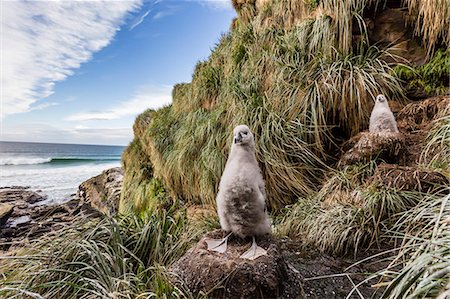 Black-browed albatross (Thalassarche melanophris) chicks in nest on Saunders Island, Falkland Islands, UK Overseas Protectorate, South America Photographie de stock - Premium Libres de Droits, Code: 6119-07780998