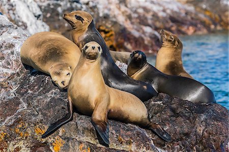 California sea lions (Zalophus californianus) hauled out on Isla Rasita, Baja California Norte, Mexico, North America Photographie de stock - Premium Libres de Droits, Code: 6119-07781043