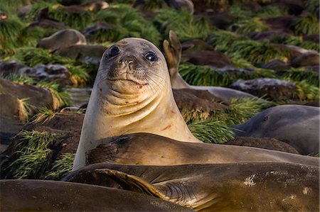 funny animal not people - Female southern elephant seal (Mirounga leonina), in Gold Harbor, South Georgia, UK Overseas Protectorate, Polar Regions Stock Photo - Premium Royalty-Free, Code: 6119-07781008