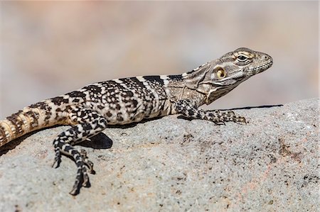 simsearch:841-09135184,k - Juvenile Isla San Esteban spiny-tailed iguana (Ctenosaura conspicuosa) basking in the sun on Isla San Esteban, Baja California, Mexico, North America Photographie de stock - Premium Libres de Droits, Code: 6119-07781018