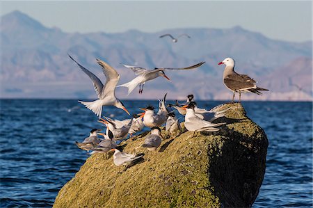 simsearch:841-06499663,k - Breeding elegant terns (Thalasseus elegans) return to colony on Isla Rasa, Baja California Norte, Mexico, North America Photographie de stock - Premium Libres de Droits, Code: 6119-07781037