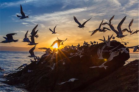 simsearch:400-06131069,k - Breeding elegant terns (Thalasseus elegans) return to colony on Isla Rasita at sunset, Baja California Norte, Mexico, North America Photographie de stock - Premium Libres de Droits, Code: 6119-07781039