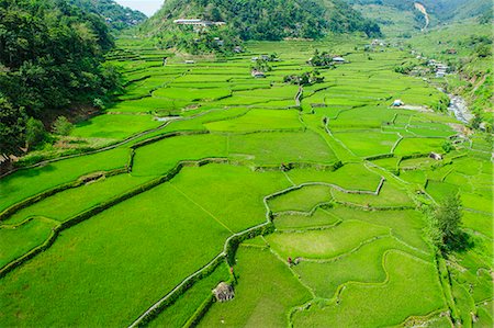 Hapao rice terraces, Banaue, UNESCO World Heritage Site, Luzon, Philippines, Southeast Asia, Asia Foto de stock - Sin royalties Premium, Código: 6119-07781247