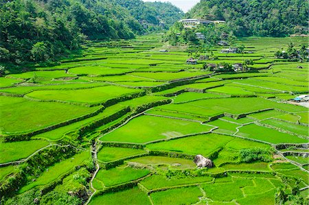 rice farm philippine - Hapao rice terraces, Banaue, UNESCO World Heritage Site, Luzon, Philippines, Southeast Asia, Asia Foto de stock - Sin royalties Premium, Código: 6119-07781248