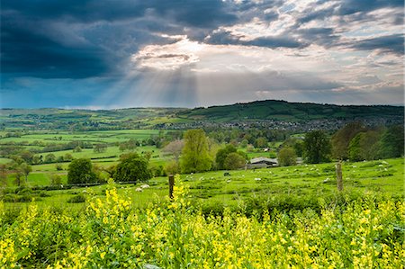 Rape in the Sudely Valley, Winchcombe, The Cotswolds, Gloucestershire, England, United Kingdom, Europe Stock Photo - Premium Royalty-Free, Code: 6119-07734875