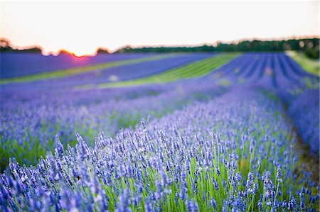 Lavender field at Snowshill Lavender, The Cotswolds, Gloucestershire, England, United Kingdom, Europe Stock Photo - Premium Royalty-Free, Code: 6119-07734878
