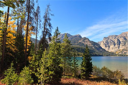 simsearch:6119-07744551,k - Trees at Phelps Lake in autumn (fall), Grand Teton National Park, Wyoming, United States of America, North America Stock Photo - Premium Royalty-Free, Code: 6119-07734975