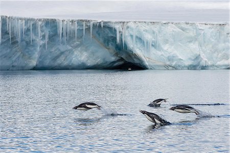 Porpoising adult Adelie penguins (Pygoscelis adeliae), Brown Bluff, Weddell Sea,  Antarctica, Polar Regions Photographie de stock - Premium Libres de Droits, Code: 6119-07734937