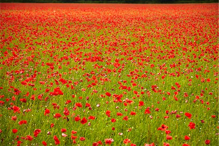Poppy field, Newark, Nottinghamshire, England, United Kingdom, Europe Photographie de stock - Premium Libres de Droits, Code: 6119-07735017