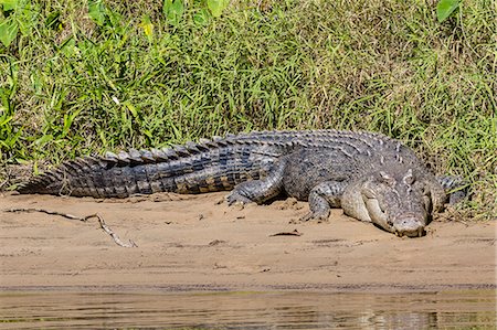 sunning - An adult wild saltwater crocodile (Crocodylus porosus), on the banks of the Daintree River, Daintree rain forest, Queensland, Australia, Pacific Foto de stock - Sin royalties Premium, Código: 6119-07845453