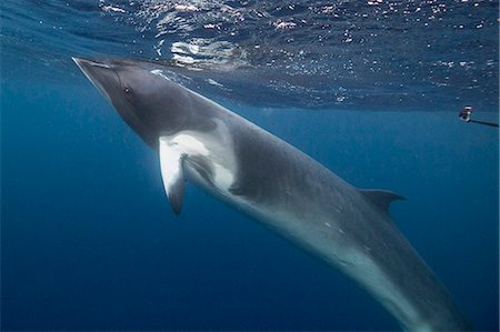 Adult dwarf minke whale (Balaenoptera acutorostrata) underwater near Ribbon 10 Reef, Great Barrier Reef, Queensland, Australia, Pacific Stock Photo - Premium Royalty-Free, Code: 6119-07845451