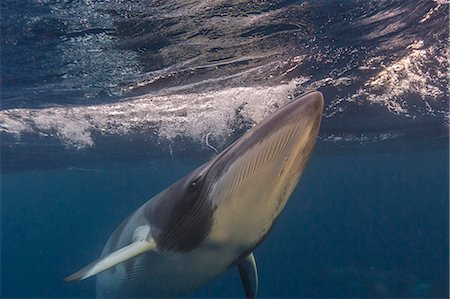 Curious adult dwarf minke whale (Balaenoptera acutorostrata), underwater near Ribbon 10 Reef, Great Barrier Reef, Queensland, Australia, Pacific Photographie de stock - Premium Libres de Droits, Code: 6119-07845452