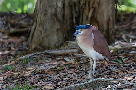 simsearch:6119-07845637,k - An adult nankeen night heron (Nycticorax caledonicus) on the banks of the Daintree River, Daintree rain forest, Queensland, Australia, Pacific Stock Photo - Premium Royalty-Free, Code: 6119-07845456