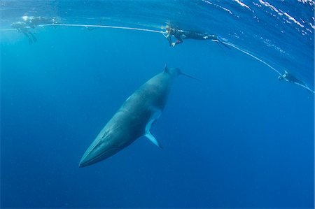 Adult dwarf minke whale (Balaenoptera acutorostrata) with snorkelers near Ribbon 10 Reef, Great Barrier Reef, Queensland, Australia, Pacific Photographie de stock - Premium Libres de Droits, Code: 6119-07845458