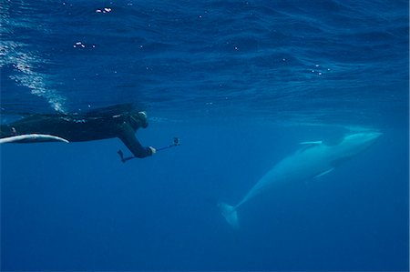 plongeur en apnée - Adult dwarf minke whale (Balaenoptera acutorostrata), underwater with snorkeler near Ribbon 10 Reef, Great Barrier Reef, Queensland, Australia, Pacific Photographie de stock - Premium Libres de Droits, Code: 6119-07845459