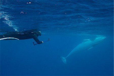 simsearch:841-07080901,k - Adult dwarf minke whale (Balaenoptera acutorostrata), underwater with snorkeler near Ribbon 10 Reef, Great Barrier Reef, Queensland, Australia, Pacific Stock Photo - Premium Royalty-Free, Code: 6119-07845459