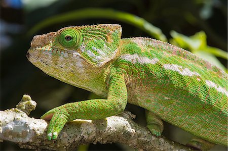 Globe-horned chameleon (flat-casqued chameleon) (Calumma globifer), endemic, Madagascar, Africa Photographie de stock - Premium Libres de Droits, Code: 6119-07845473