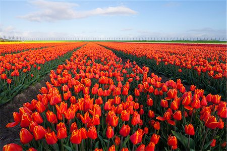 Rows of orange tulips, North Holland, Netherlands, Europe Stock Photo - Premium Royalty-Free, Code: 6119-07845480