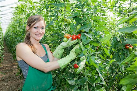 Young woman picking tomatoes in a greenhouse, Esslingen, Baden Wurttemberg, Germany, Europe Stock Photo - Premium Royalty-Free, Code: 6119-07845493