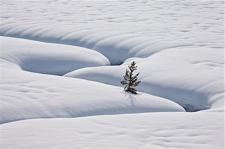 simsearch:6119-07845641,k - Lone evergreen tree in the snow with a meandering stream, Grand Teton National Park, Wyoming, United States of America, North America Foto de stock - Royalty Free Premium, Número: 6119-07845642