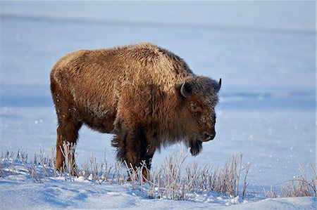 simsearch:841-08211574,k - Bison (Bison bison) in the snow, Yellowstone National Park, Wyoming, United States of America, North America Foto de stock - Sin royalties Premium, Código: 6119-07845646