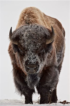 parque nacional yellowstone - Bison (Bison bison) bull covered with frost in the winter, Yellowstone National Park, Wyoming, United States of America, North America Foto de stock - Sin royalties Premium, Código: 6119-07845648