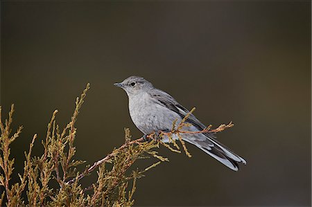 simsearch:6119-07587449,k - Townsend's Solitaire (Myadestes townsendi), Yellowstone National Park, Wyoming, United States of America, North America Foto de stock - Sin royalties Premium, Código: 6119-07845649