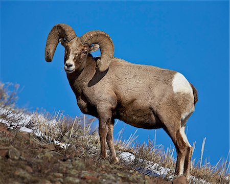 Bighorn Sheep (Ovis canadensis) ram in the snow, Yellowstone National Park, Wyoming, United States of America, North America Stockbilder - Premium RF Lizenzfrei, Bildnummer: 6119-07845650