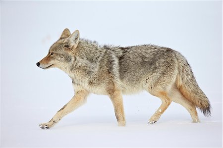 simsearch:6119-08062244,k - Coyote (Canis latrans) running through the snow, Yellowstone National Park, Wyoming, United States of America, North America Stock Photo - Premium Royalty-Free, Code: 6119-07845655