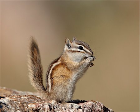 simsearch:6119-08269034,k - Least Chipmunk (Neotamias minimus) eating, Custer State Park, South Dakota, United States of America, North America Stock Photo - Premium Royalty-Free, Code: 6119-07845606