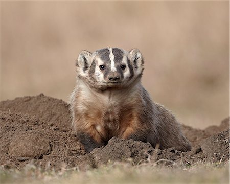 Badger (Taxidea taxus), Custer State Park, South Dakota, United States of America, North America Stock Photo - Premium Royalty-Free, Code: 6119-07845610
