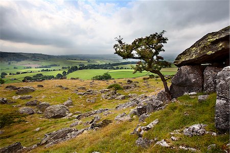 simsearch:6119-07443687,k - Lone tree above Crummack Dale, Yorkshire, England, United Kingdom, Europe Stock Photo - Premium Royalty-Free, Code: 6119-07845729